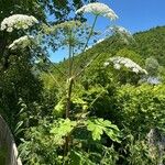 Heracleum sosnowskyiBlomst