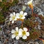 Diapensia lapponica Цвят