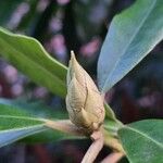 Rhododendron ponticum Altul/Alta
