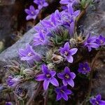 Campanula celsii Flor