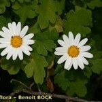 Argyranthemum coronopifolium Kita