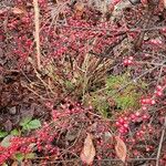 Ilex verticillata Plod