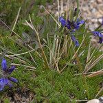 Polygala microphylla Fiore