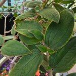 Pleroma urvilleanum Leaf