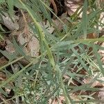 Linum lewisii Leaf