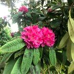 Rhododendron spp. Blomst