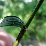 Carex laevigata Kůra