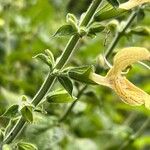 Salvia glutinosa Blüte