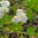 Achillea erba-rotta Flower