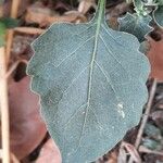 Solanum villosum ഇല