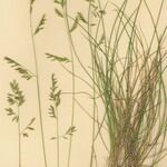 Festuca marginata आदत