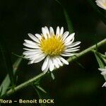 Symphyotrichum pilosum 花