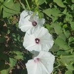 Ipomoea pandurata Flor