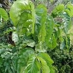Vangueria madagascariensis Flor