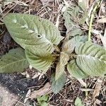 Pseuderanthemum alatum Hoja