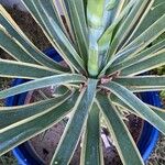 Agave demeesteriana Feuille