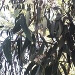 Eucalyptus perriniana 葉