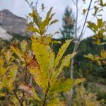 Salix cinerea Leaf