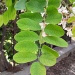 Robinia pseudoacacia List