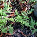 Gymnocarpium robertianum Hábito