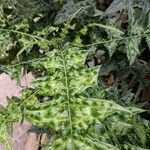 Acanthus montanus Leaf