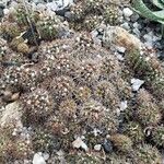 Mammillaria voburnensis Leaf