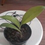 Aspidistra lurida List