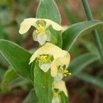 Commelina africana Virág