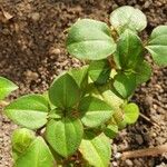 Dissotis rotundifolia Лист