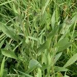 Gaillardia pulchella Leaf