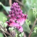 Fumaria densiflora Květ
