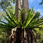 Asplenium nidusBlad