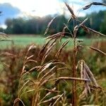 Bromus inermis Fruchs