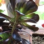 Aeonium undulatum Лист