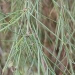 Plocama pendula Leaf