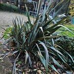 Phormium tenax Облик