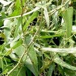 Smilax aspera Ліст