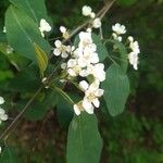 Cotoneaster multiflorusFlower