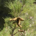 Pinus rigida फल