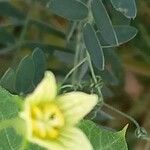 Bryonia verrucosa Flor