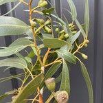 Eucalyptus gomphocephala Blatt