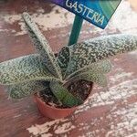 Gasteria excelsa Hostoa