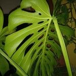 Monstera deliciosa Листок