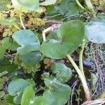 Heteranthera reniformis Leaf