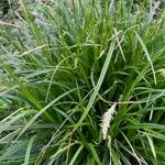 Carex sempervirens Bloem