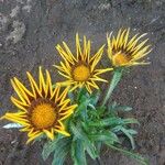 Gazania rigensКвітка