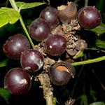 Paullinia pinnata Fruit