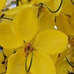 Cassia fistula Flor