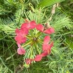 Euphorbia cyparissias Çiçek