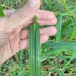 Scleria gaertneri Blatt